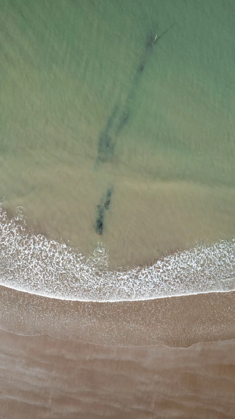 a person surfing on the water with a large amount of seaweed