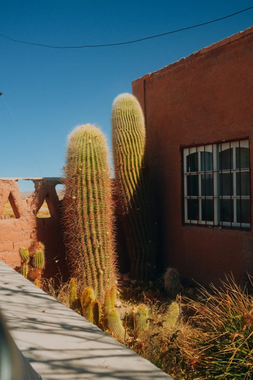 several green cactus plants next to a brown brick building