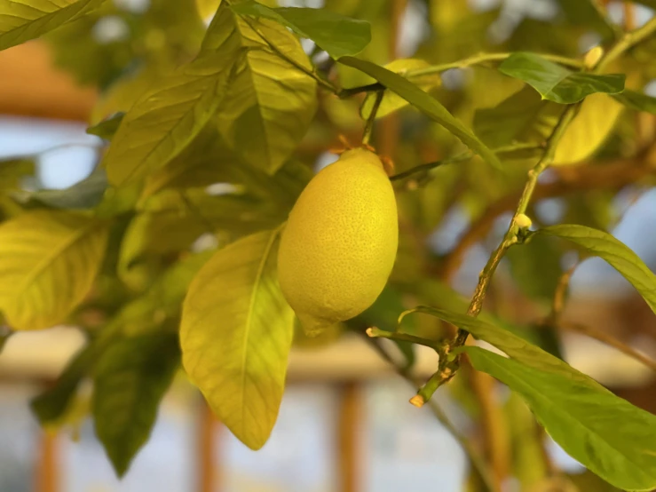 a lime tree filled with lots of green fruits