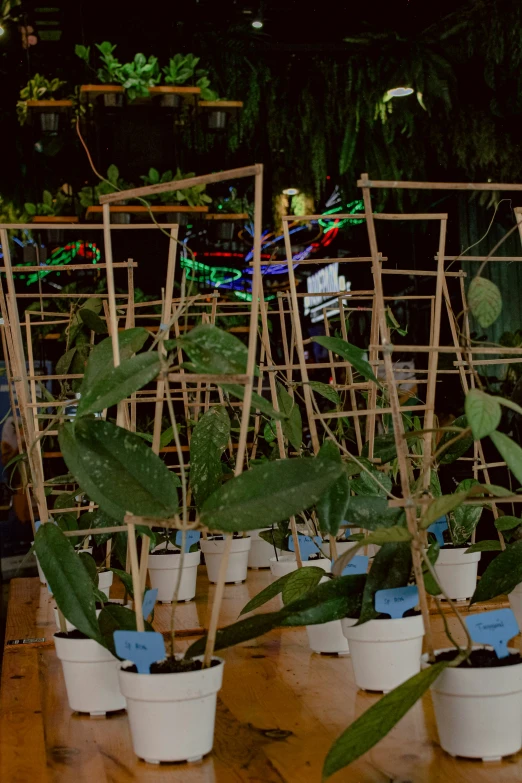 a group of plants that have some kind of cages