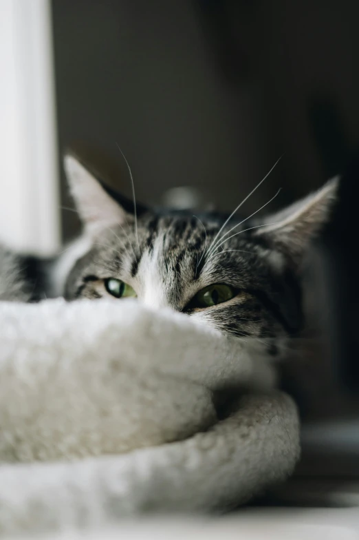 a cat looks out over a pile of blankets