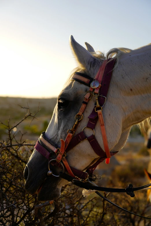 a horse is wearing bridles and resting in some brush