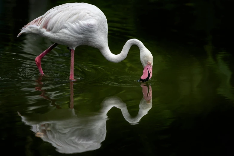 a white bird drinking water from a lake