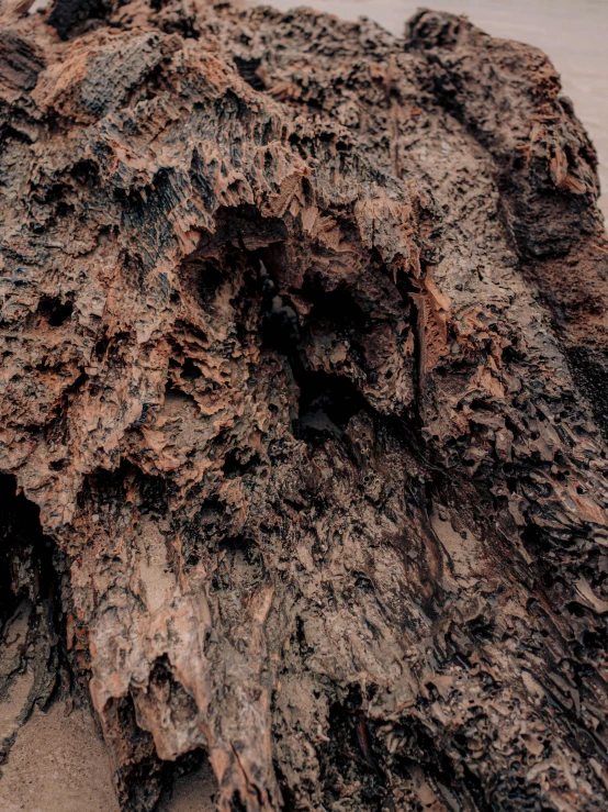 closeup of tree trunk on sand with water in background