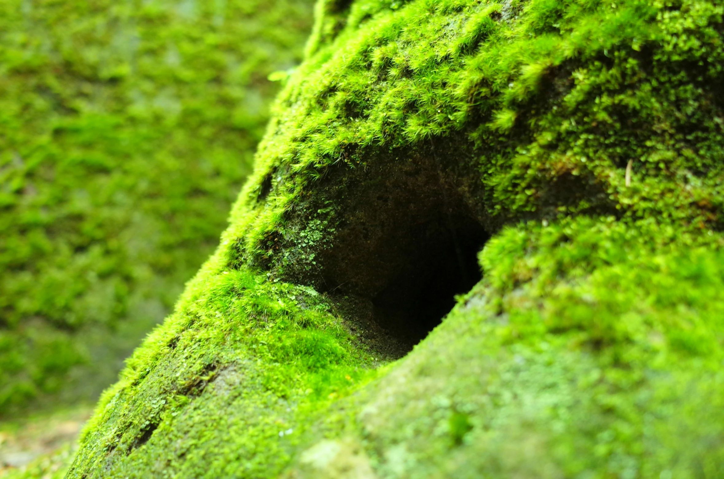 a moss covered tree trunk with a hole