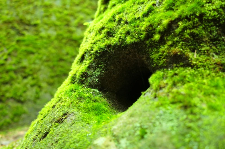 a moss covered tree trunk with a hole