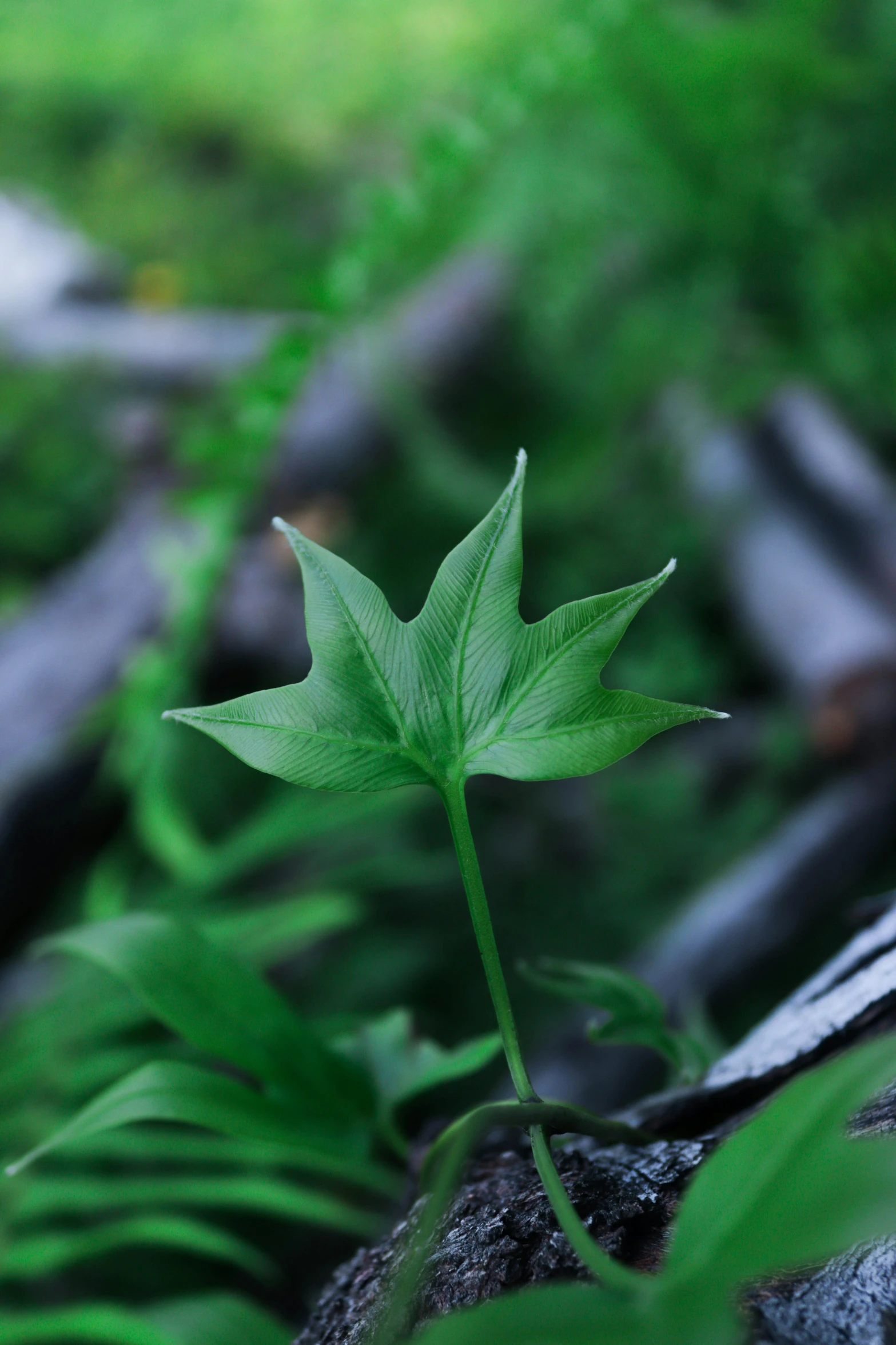 a green leaf with other leaves in the background