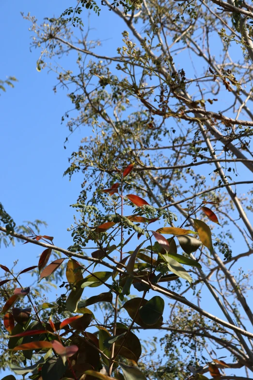 the nches and leaves of an unripe tree are very green