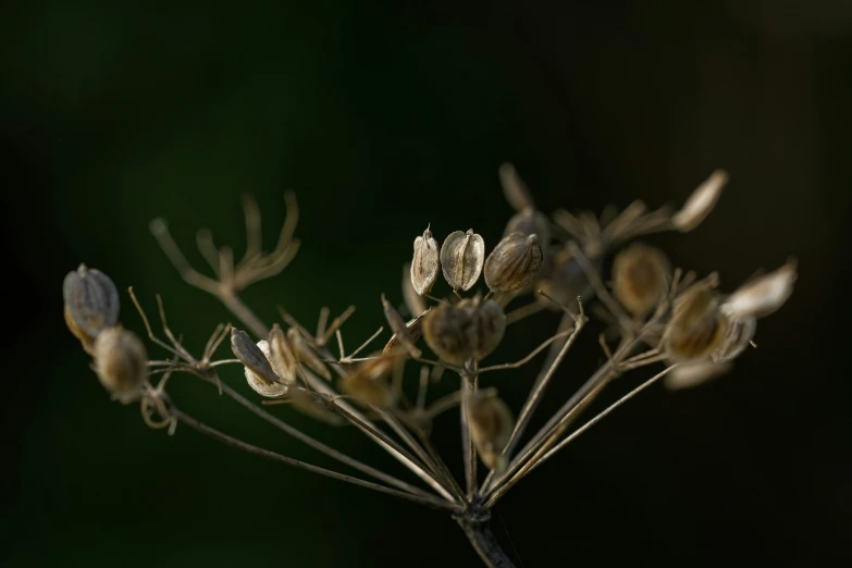 a close up of flowers with a dark background