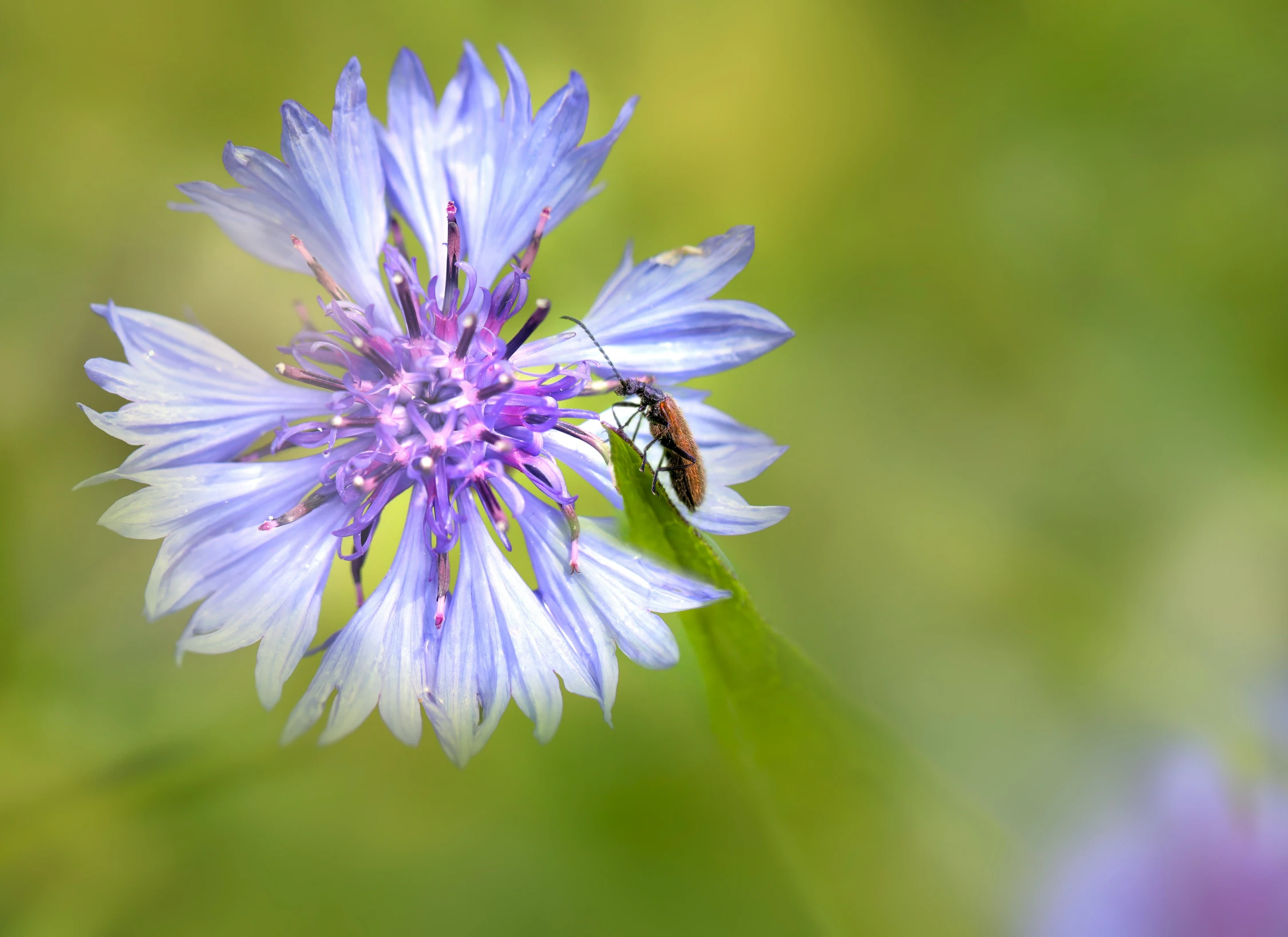 the insect is flying close to a flower