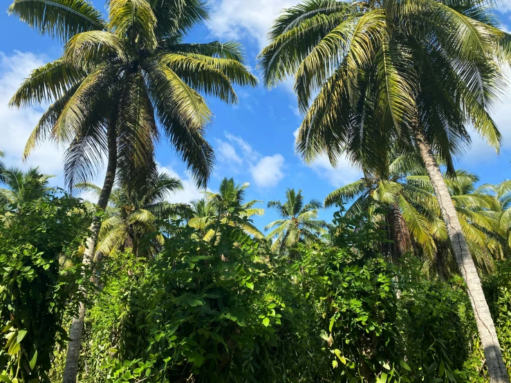 coconut trees with the sky in background
