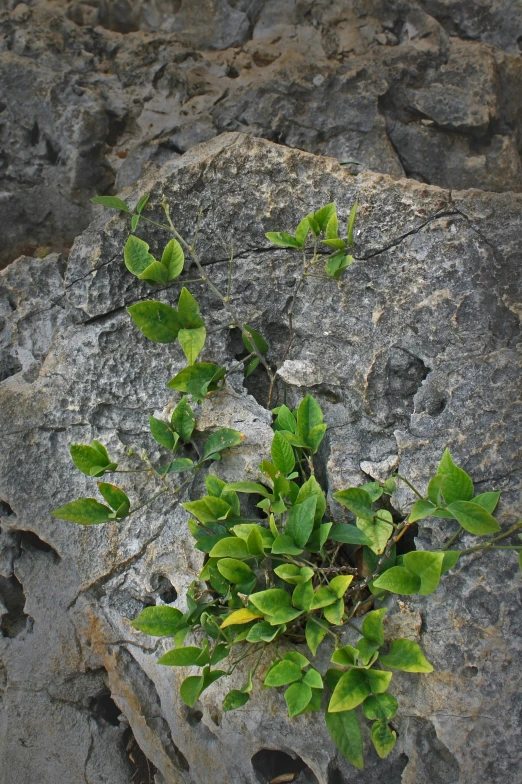 an image of a green plant on the ground