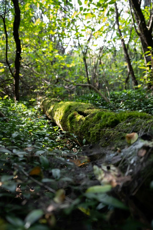 a mossy green log in a forest with many trees