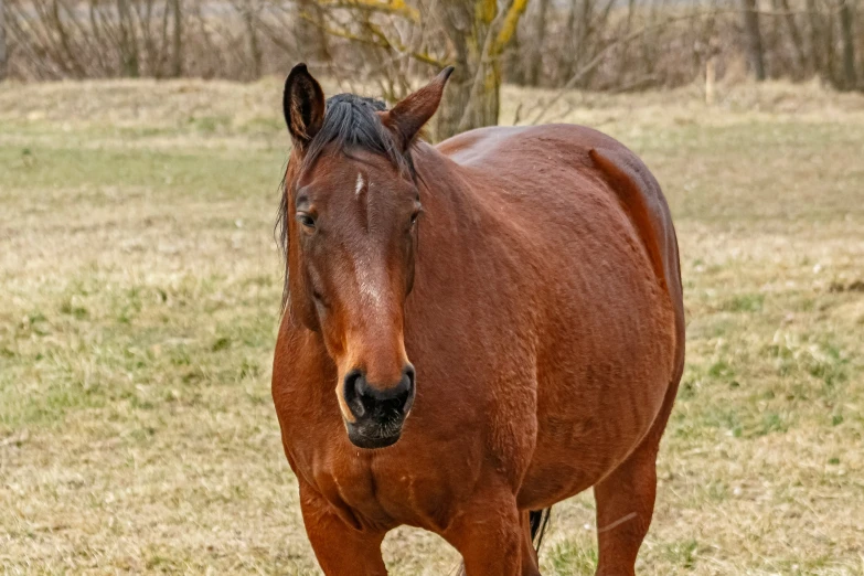 the brown horse is walking through the pasture