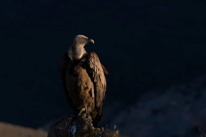 a bird sits on a rock on the edge of a cliff