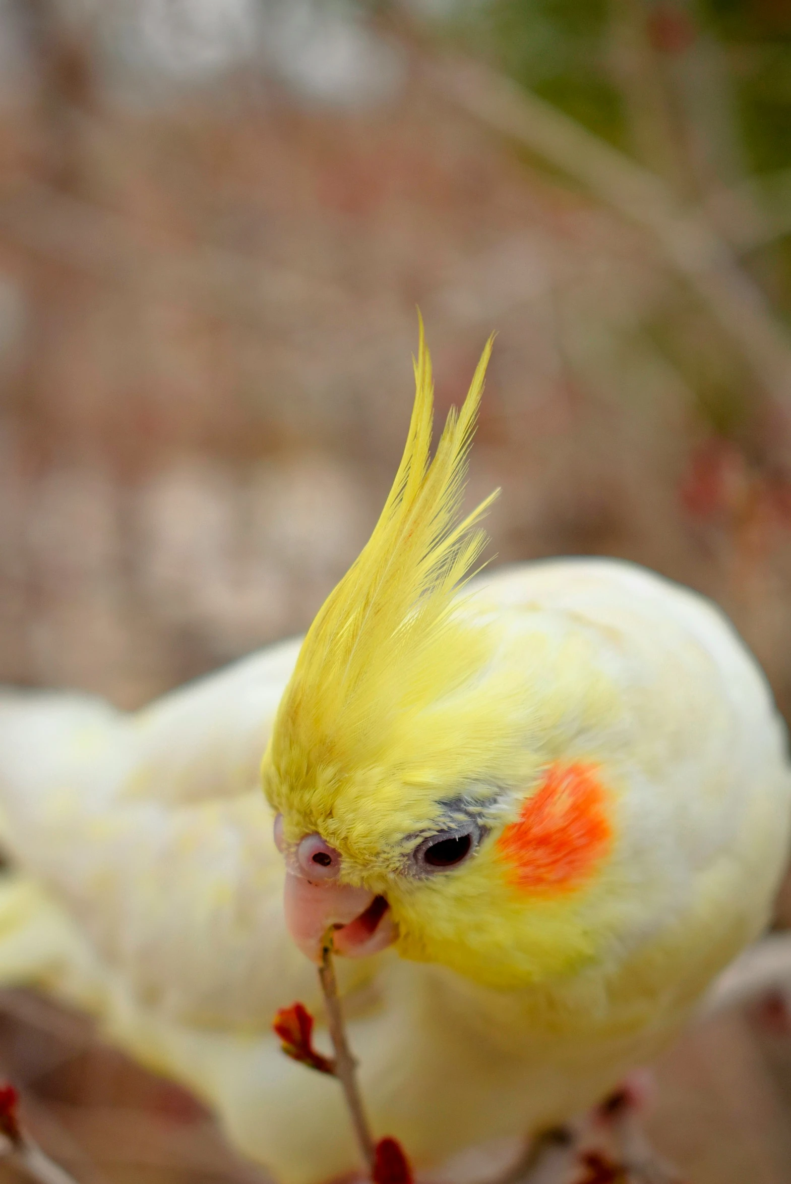 a white and yellow bird with orange feathers