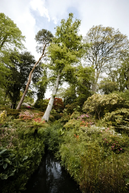 a stream flows through the ground and trees