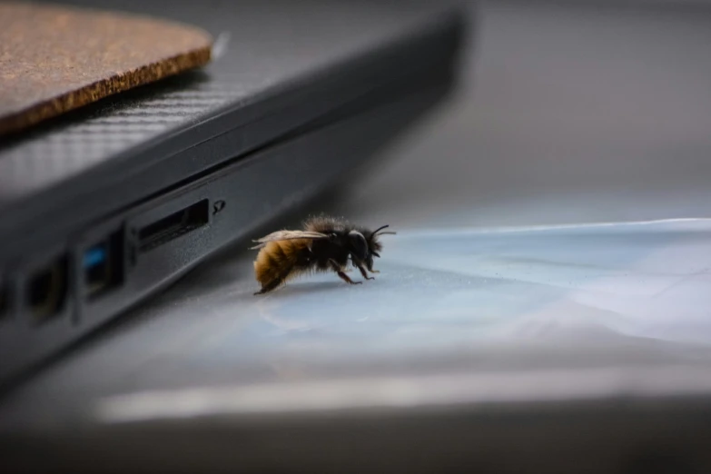 a bee sitting on the edge of a laptop