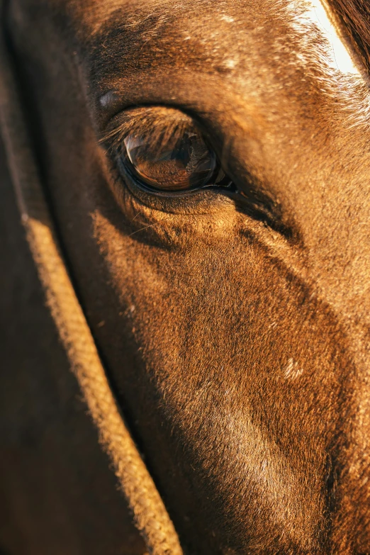 the right side of a horse with brown eyes