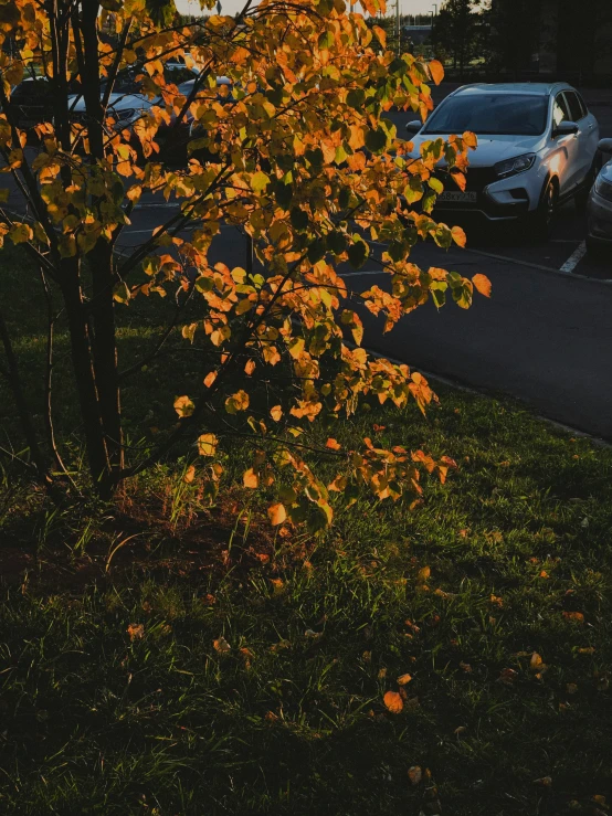 the autumn tree is out near the street with parked cars