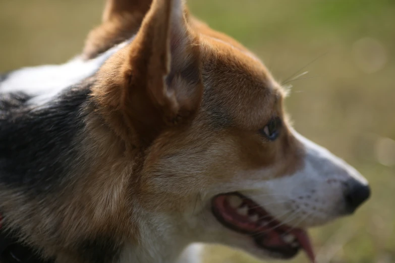 the dog is panting with his tongue out