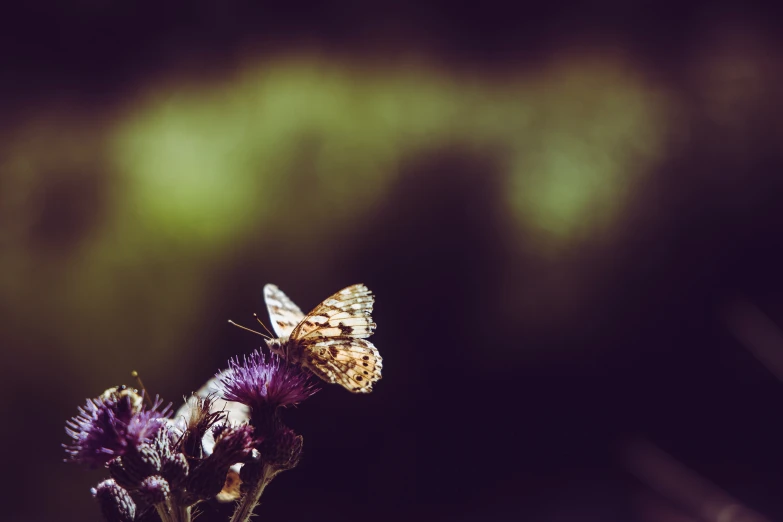 a erfly that is sitting on top of a flower