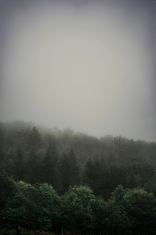 some large animals in a field with trees