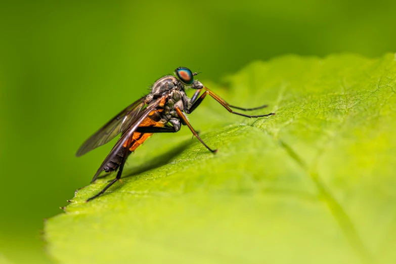 a fly on a leaf looking around