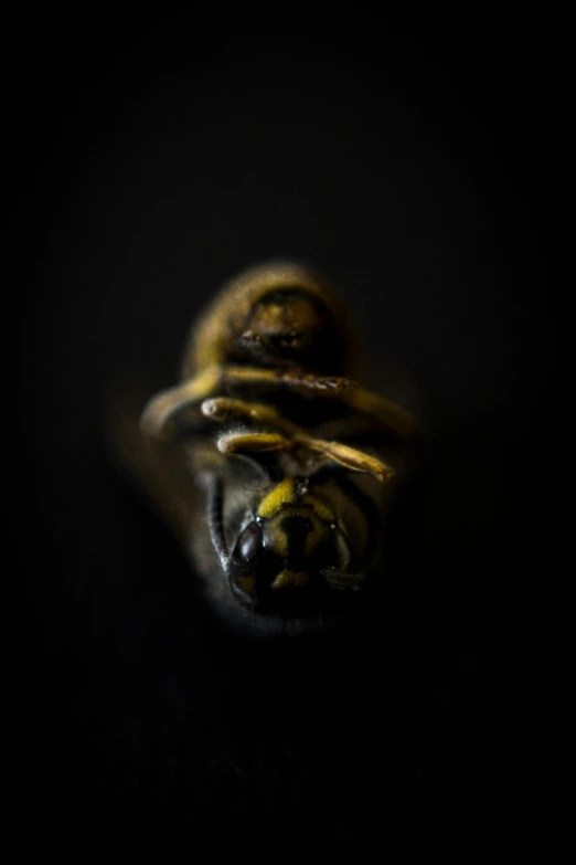 a black background with some insects in the middle