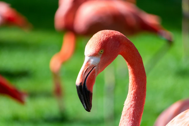 a group of pink flamingos with one looking at the ground