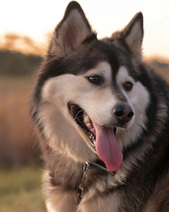 a very big pretty dog that is sticking its tongue out