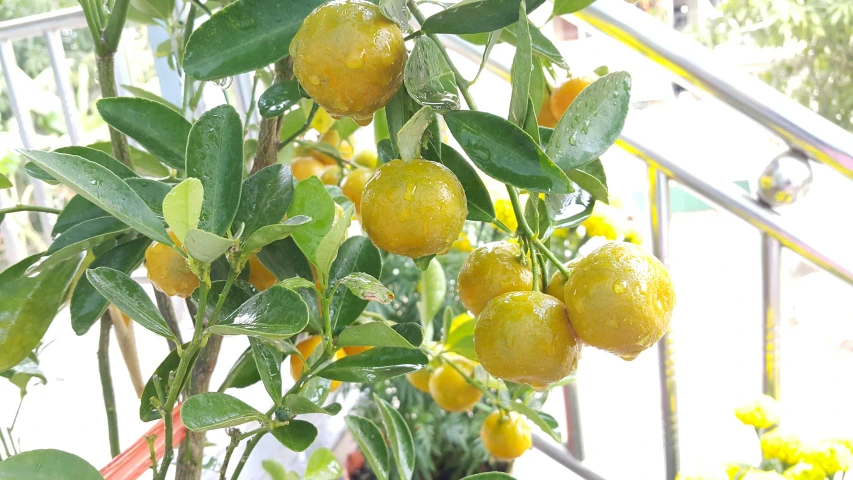 a green plant with large lemons hanging off of it