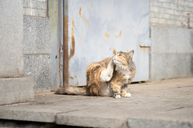 an orange cat scratching the side of a building