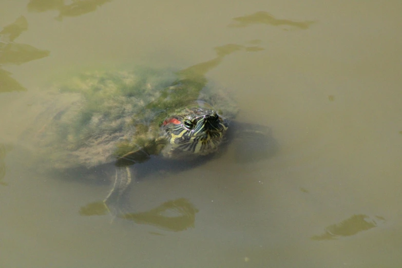 a small turtle swimming with a yellow green and blue tail