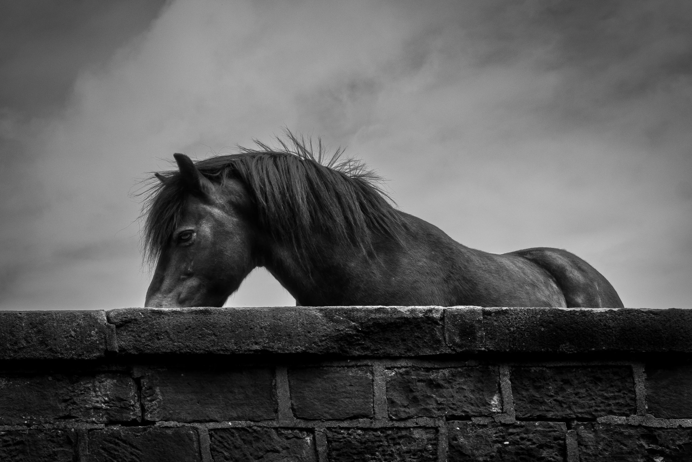 the horse is standing on the side of the wall