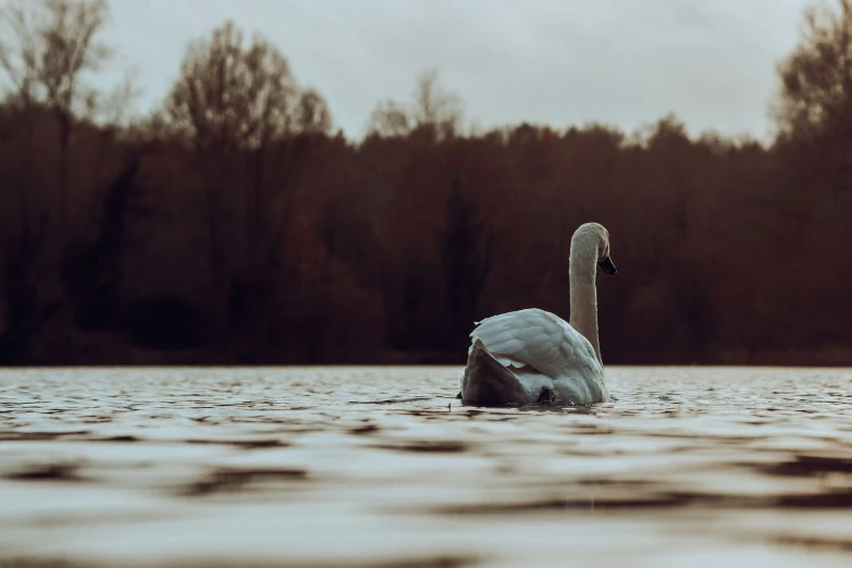 a small swan swims across a body of water