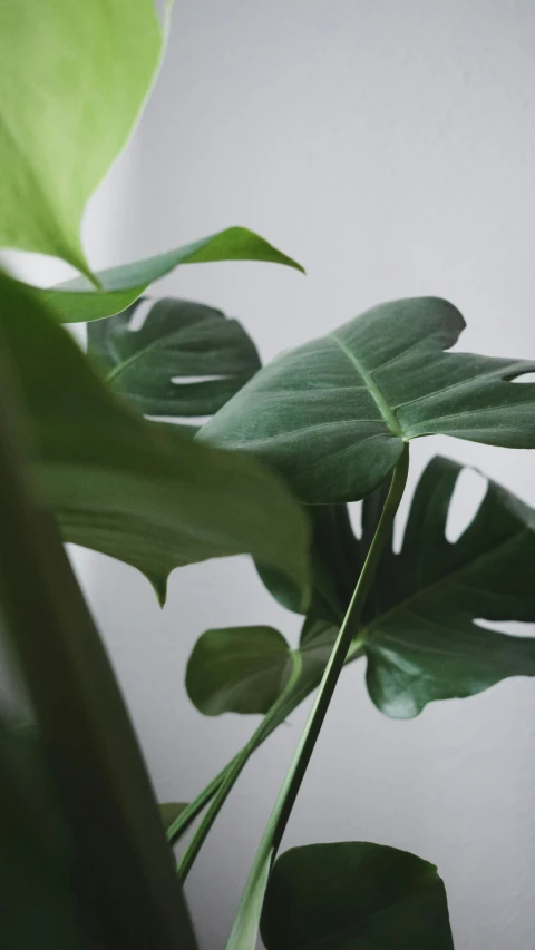 a green plant growing in the corner of a room