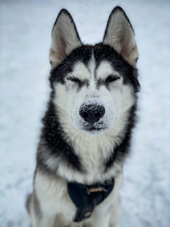 a husky in the snow looking sad