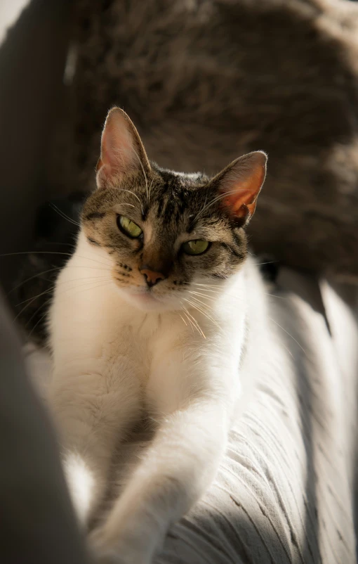 a cat with eyes wide open sits on a sofa