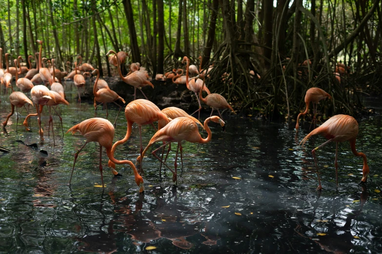 several pink flamingos stand in a flooded, wooded area