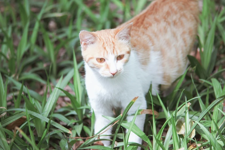 a small orange and white cat walking through green grass