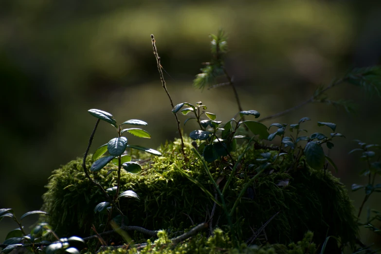 green moss and other plants growing on a forest floor