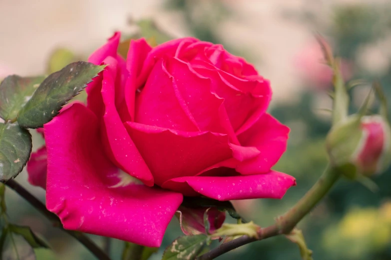 a pink rose bud with water droplets and the stems still attached