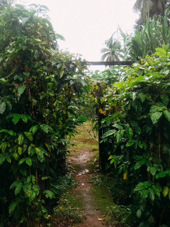 an open path running through a lush green jungle