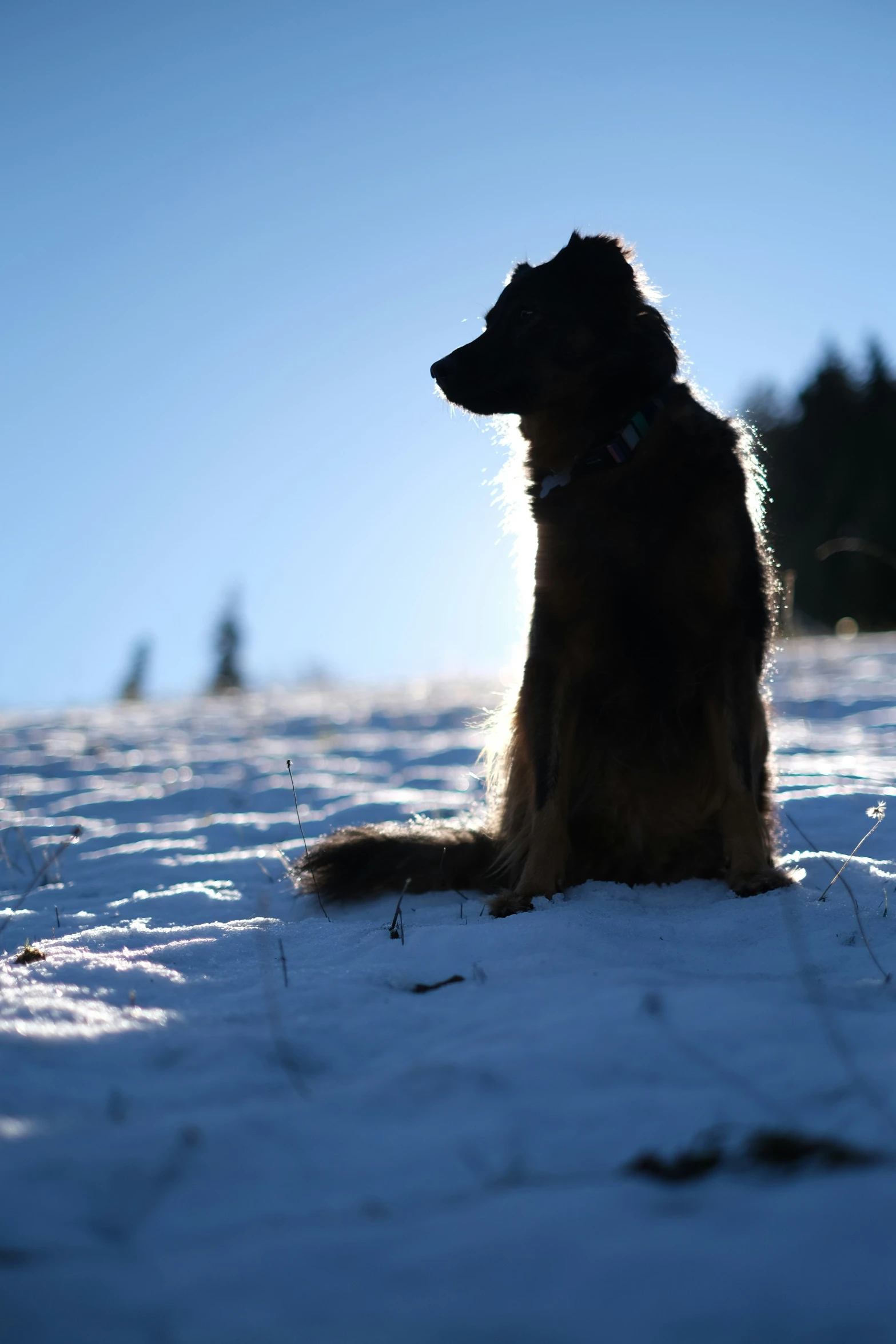 a dog sitting in the snow in the sunset