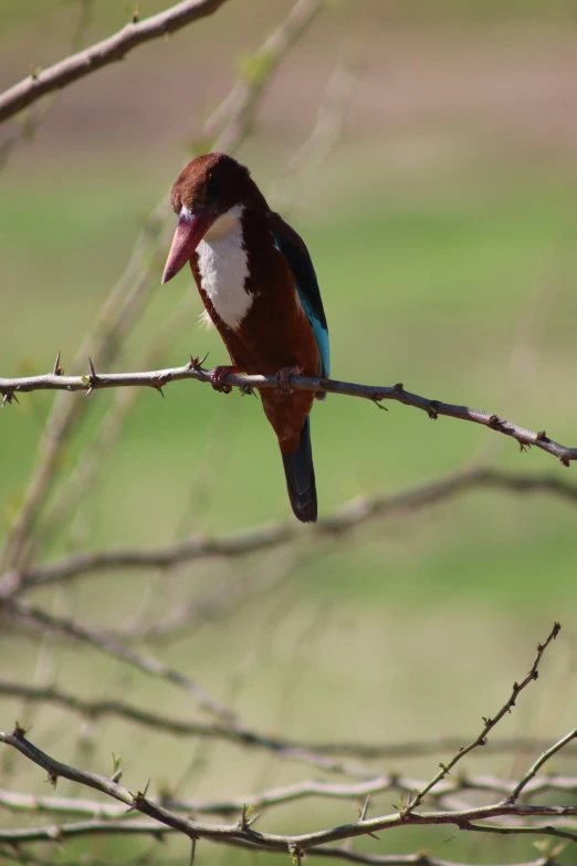 a colorful bird sitting on a nch in a tree