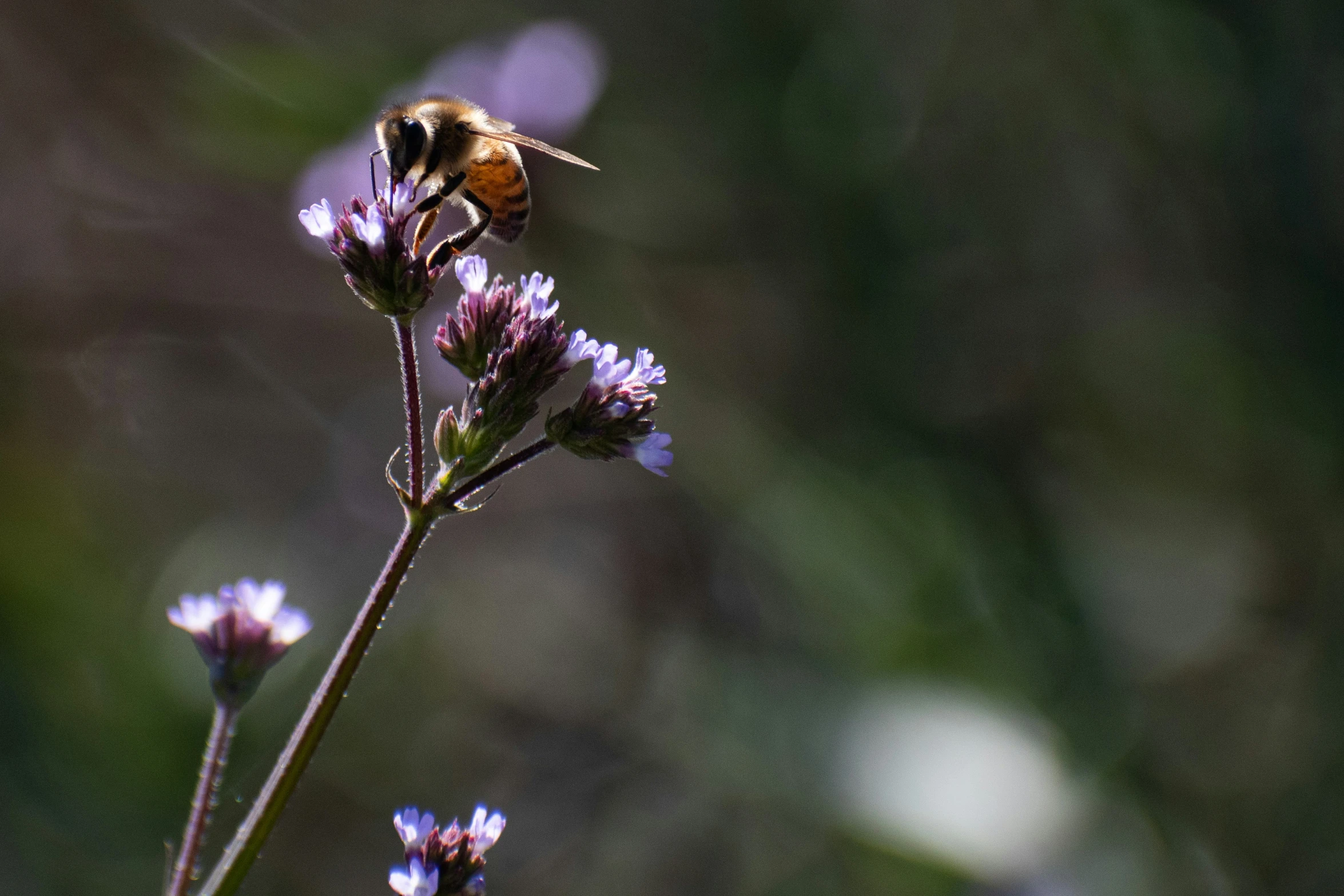 a yellow and brown bee on top of a small purple flower