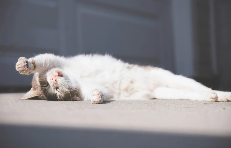 a close up of a white and orange cat lying on it's back