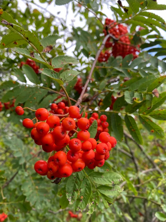 berries hanging off a nch of a tree