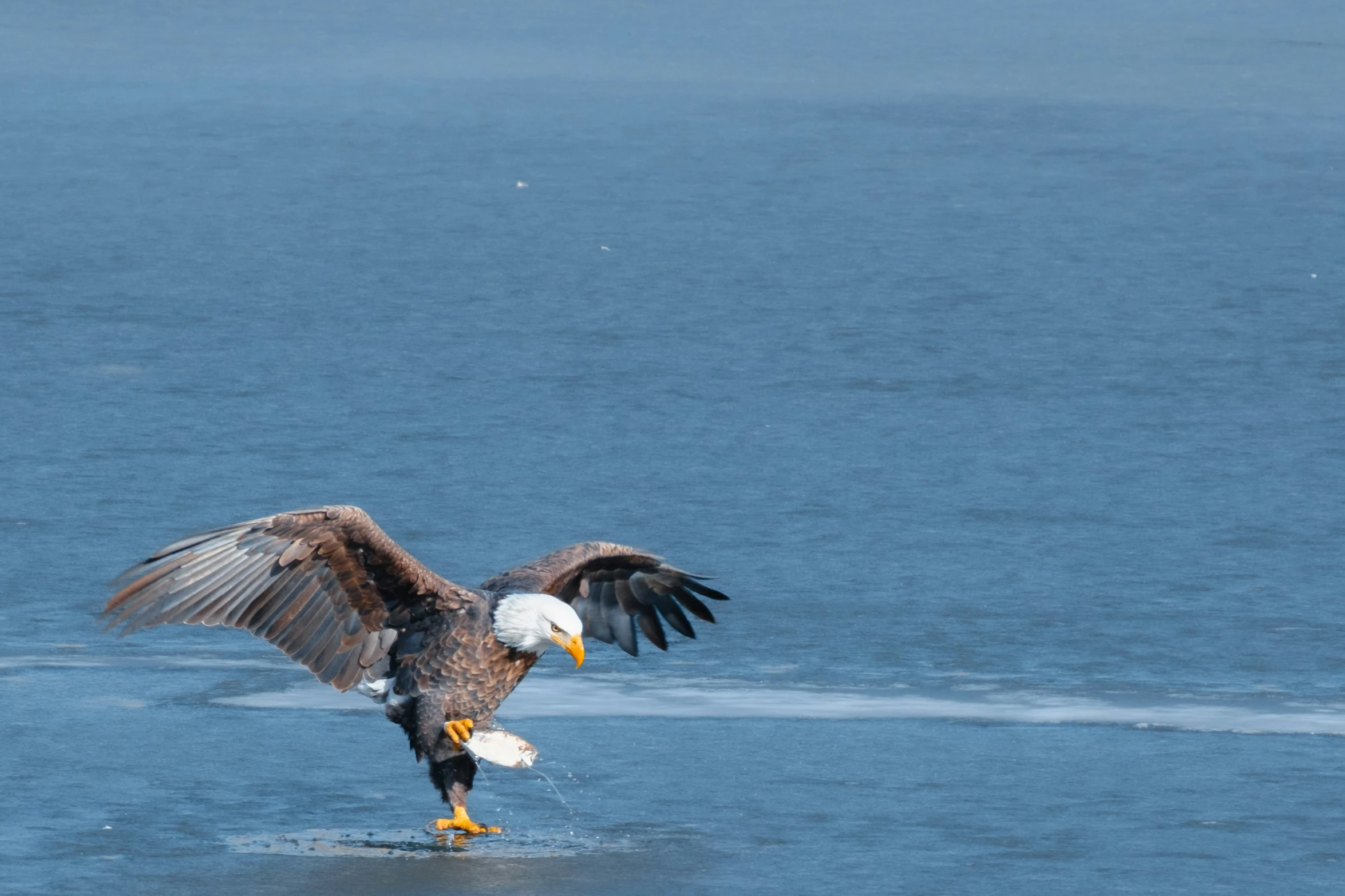 an eagle spreads its wings on a cold day